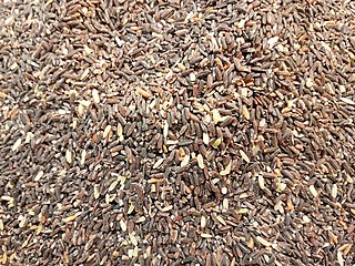 ilocos sur pasalubong